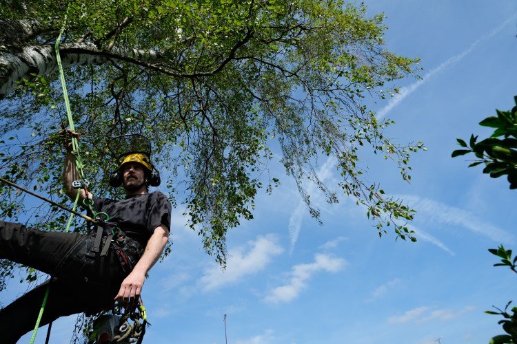 Tree surgeon in a tree