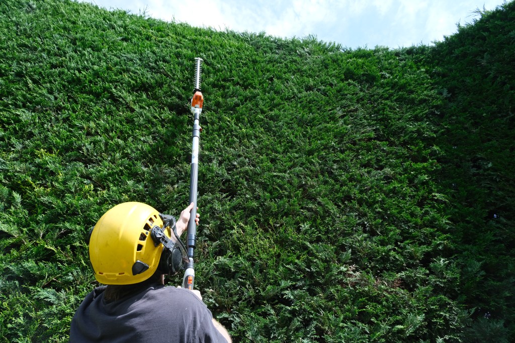 Cutting a leylandii hedge