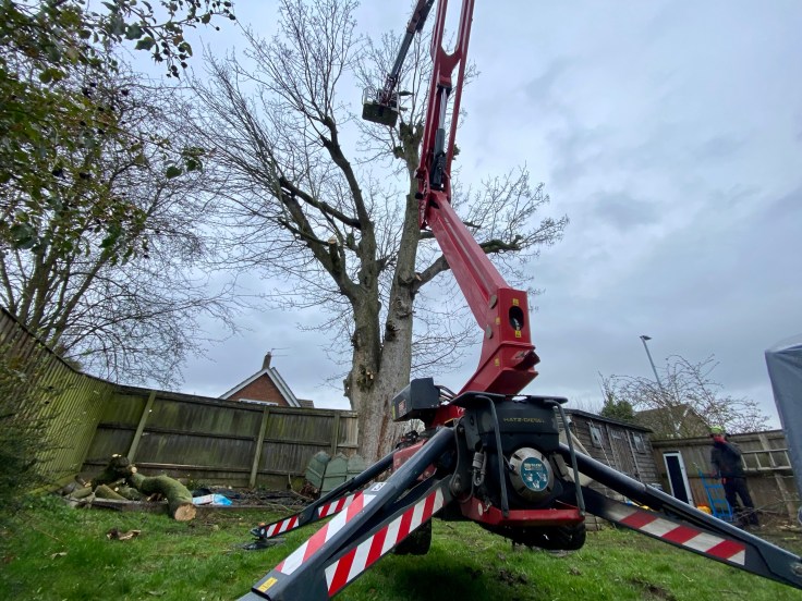 Cherry picker for tree pruning