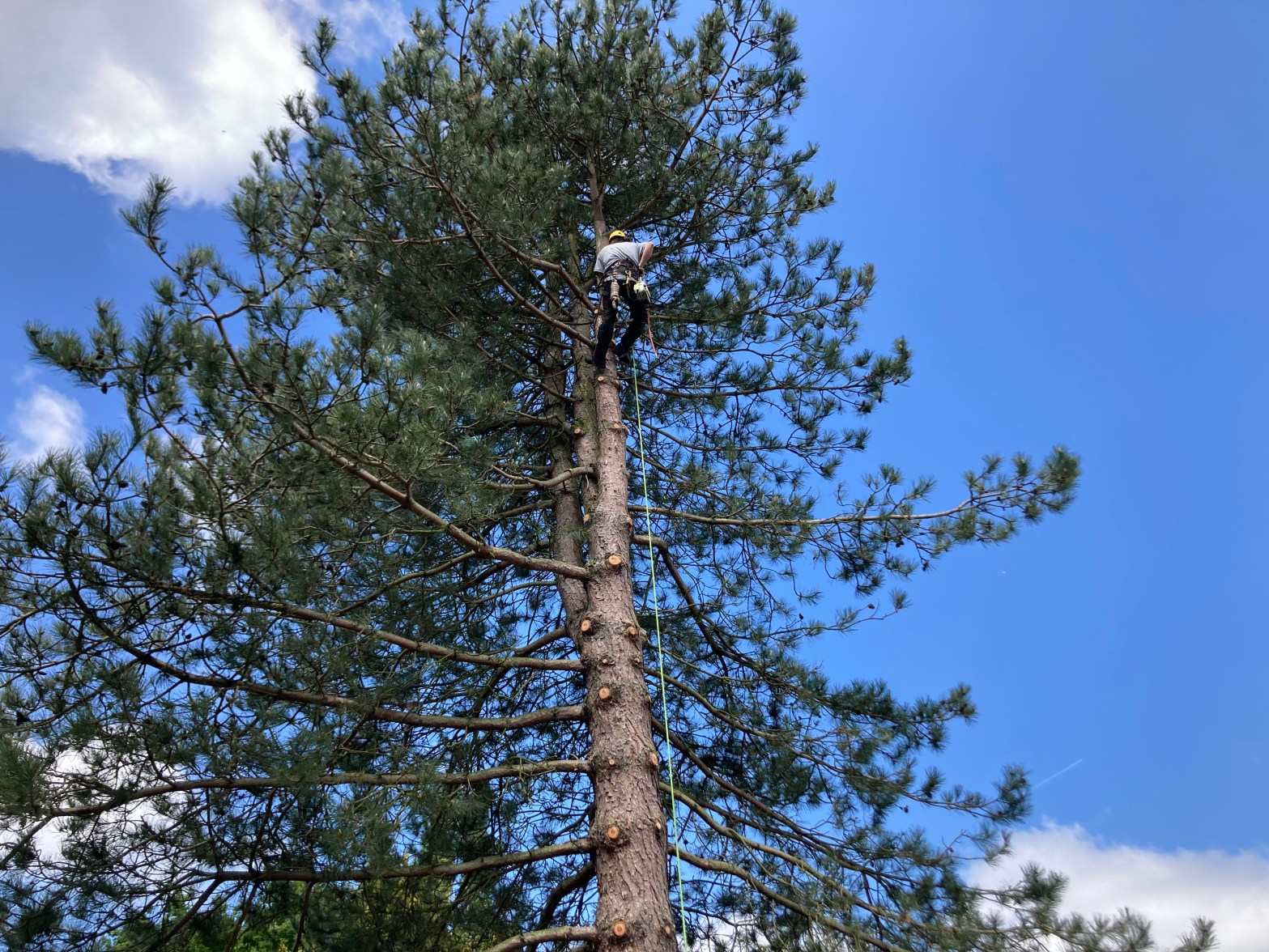 Large tree removal in Bury St&nbsp;Edmunds